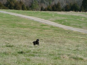 Backwoods Hunt Test